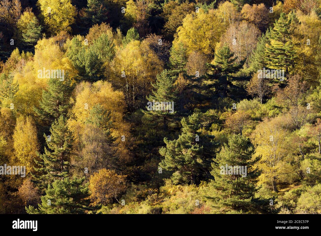 Herbstliche Wälder mit gemischten Bäume im Sonnenlicht Stockfoto