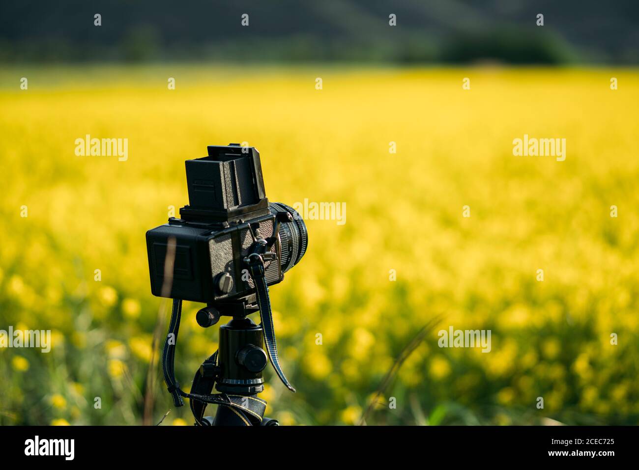 Retro schwarzes Gerät auf gelben Pflanzen im Sommer Sonnenuntergang warm Farben Stockfoto