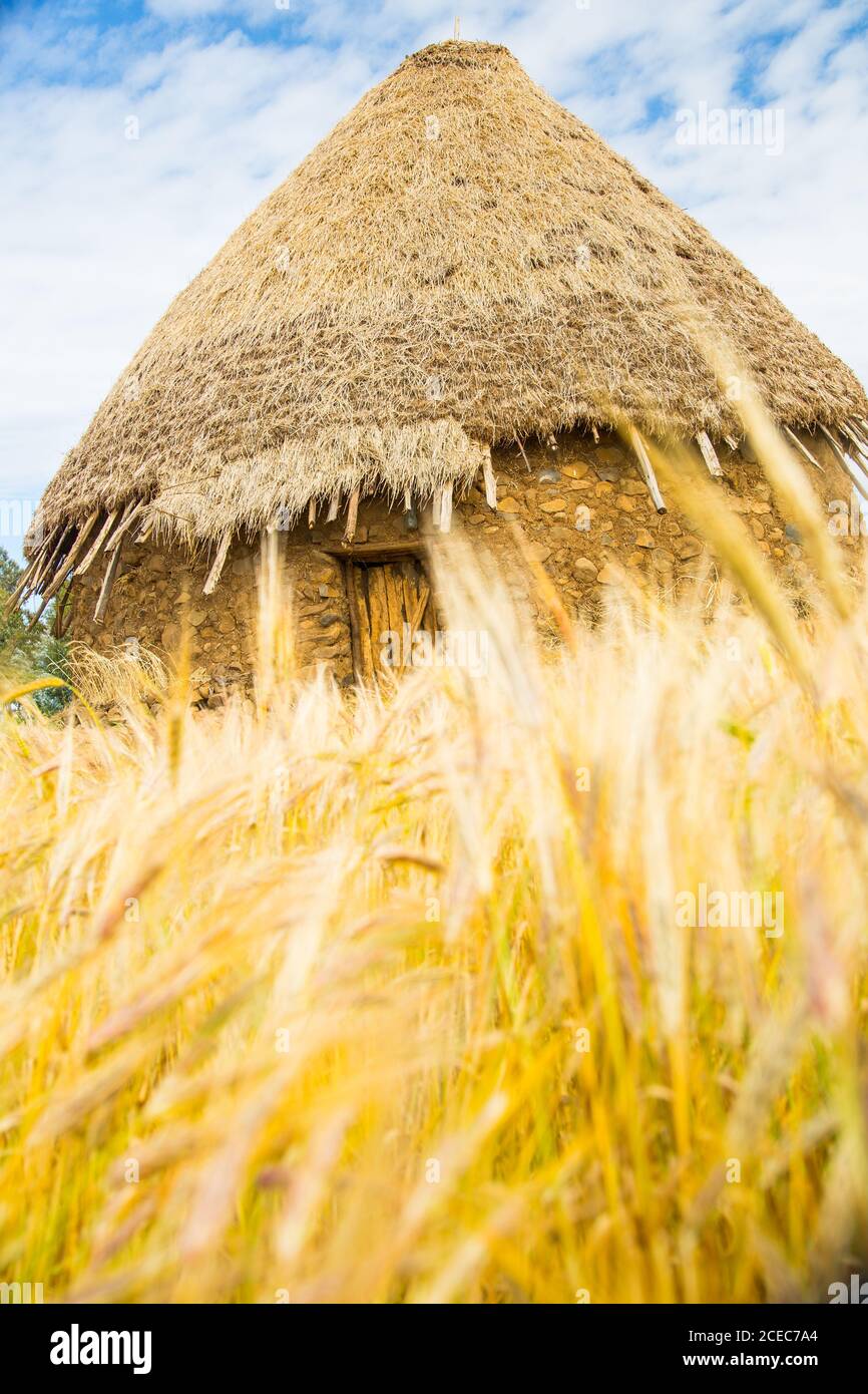 Hütte mit Holztür und Strohdach in einem Weizen Ein Stockfoto