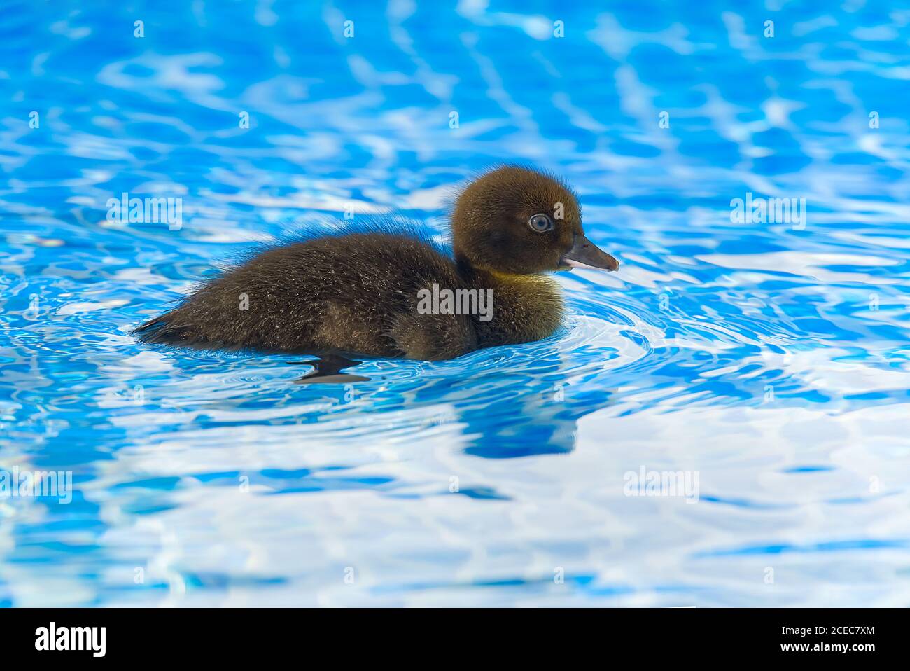 Braun kleine niedliche Ente im Schwimmbad. Schwarze Entlein Schwimmen in kristallklarem blauem Wasser sonnigen Sommertag. Stockfoto