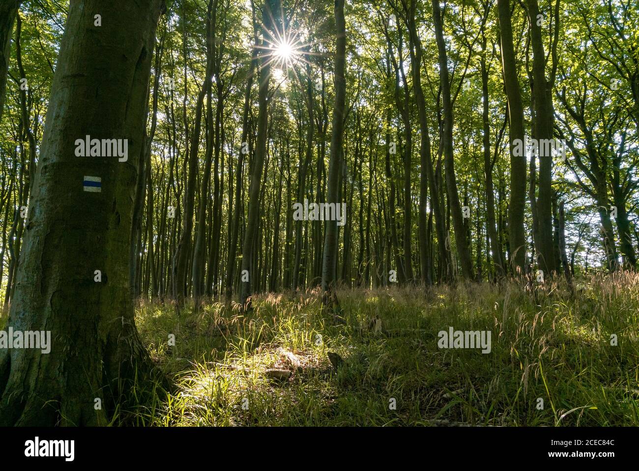Sehr dichter dichter dichter, deciduous Wald mit hohen Bäumen und Wandern Wandermarkierung im Nationalpark Jasmund in Deutschland Stockfoto