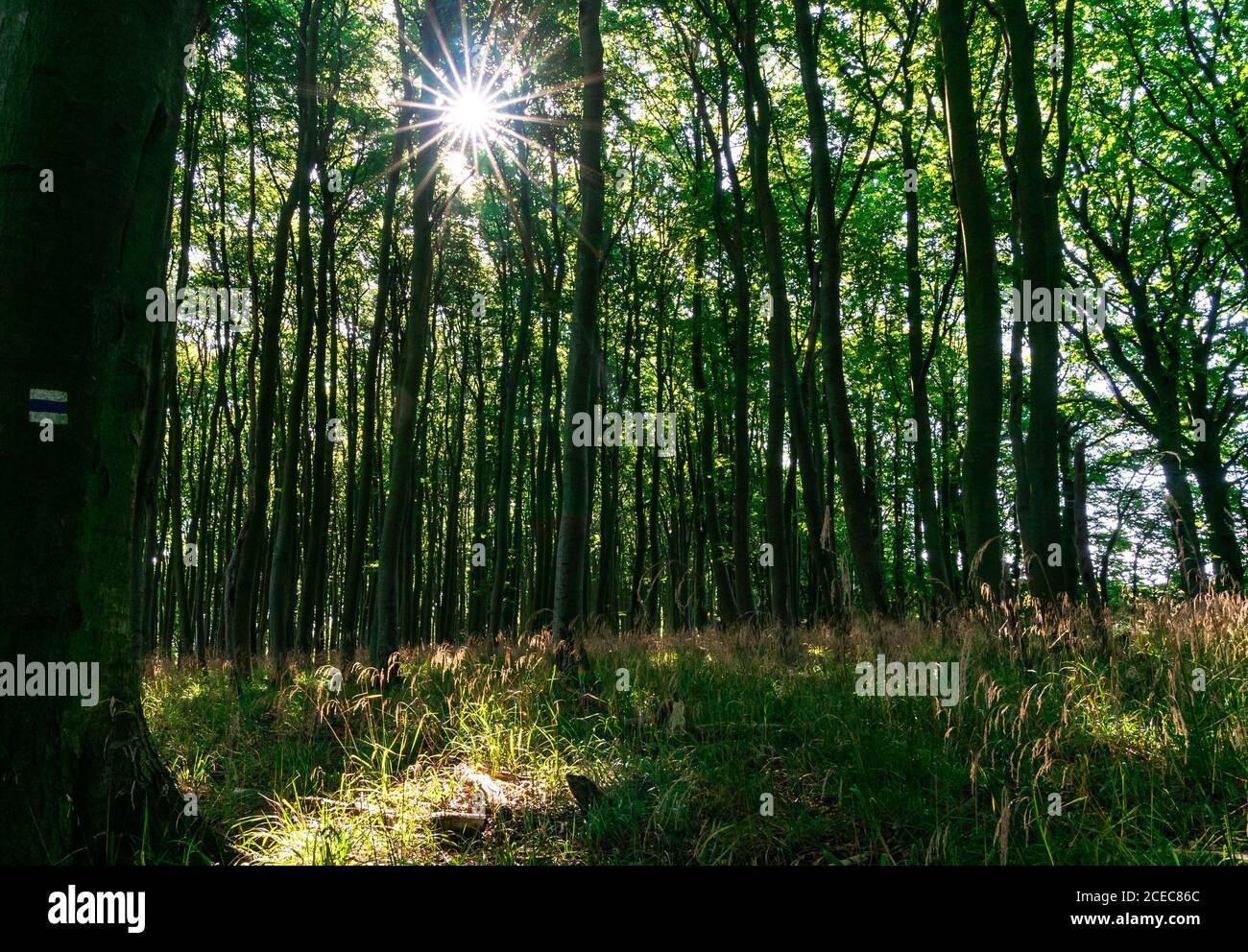 Sehr dichter dichter dichter, deciduous Wald mit hohen Bäumen und Wandern Wandermarkierung im Nationalpark Jasmund in Deutschland Stockfoto