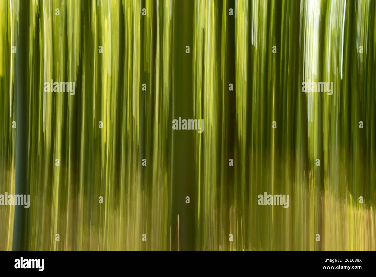 Ein abstrakter Schwenkhintergrund von dichter grüner Waldvegetation Stockfoto
