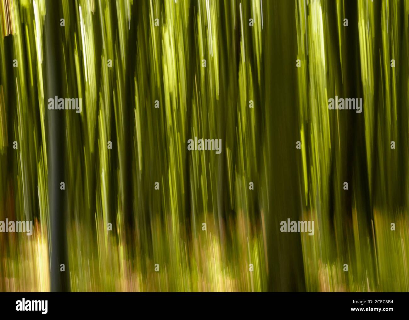 Ein abstrakter Schwenkhintergrund von dichter grüner Waldvegetation Stockfoto