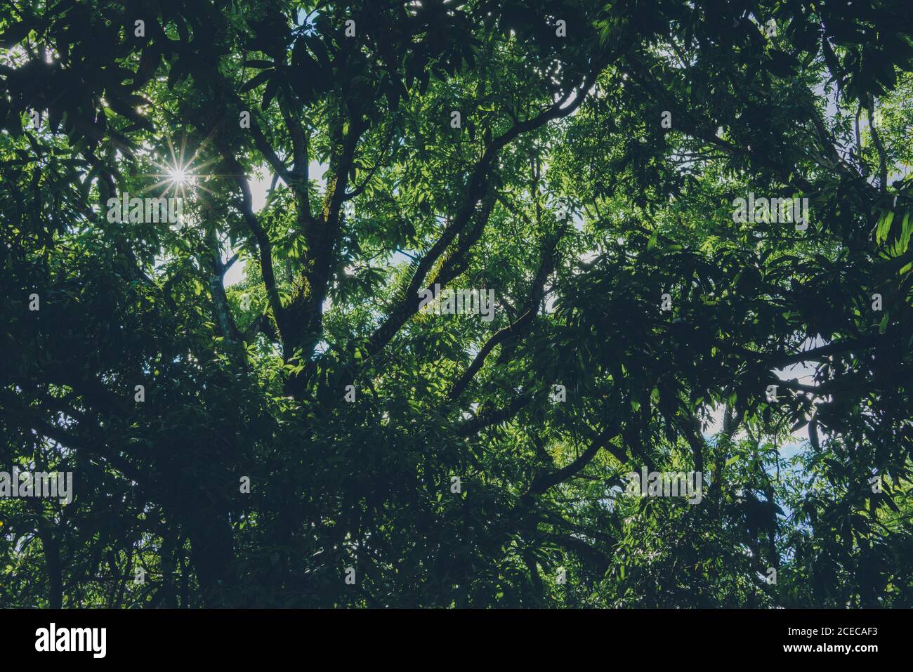 Blick von unten auf die Sonne scheint durch dicke grüne Krone Von Bäumen Stockfoto