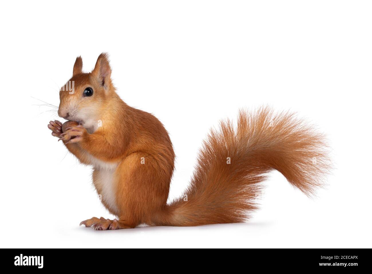 Rote japanische Lis Eichhörnchen, sitzen Seitenwege, hält eine Haselnuss vor Pfoten und essen von ihm. Heck nach oben. Isoliert auf weißem Hintergrund. Stockfoto