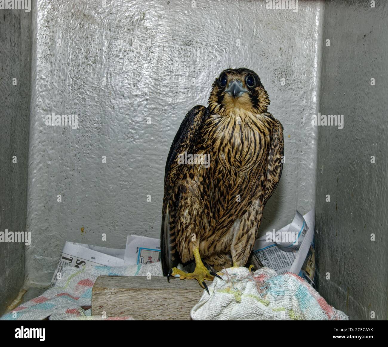 Peregrine (Falco peregrinus) Jugendlicher in Pflege im Wildlife-Rettungszentrum, mit Öl kontaminiert. Stockfoto