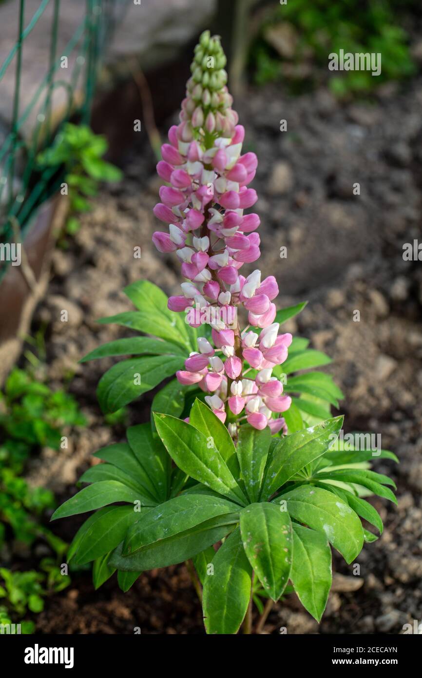 Lupinus cultivar Fotos und Bildmaterial in hoher Auflösung Alamy