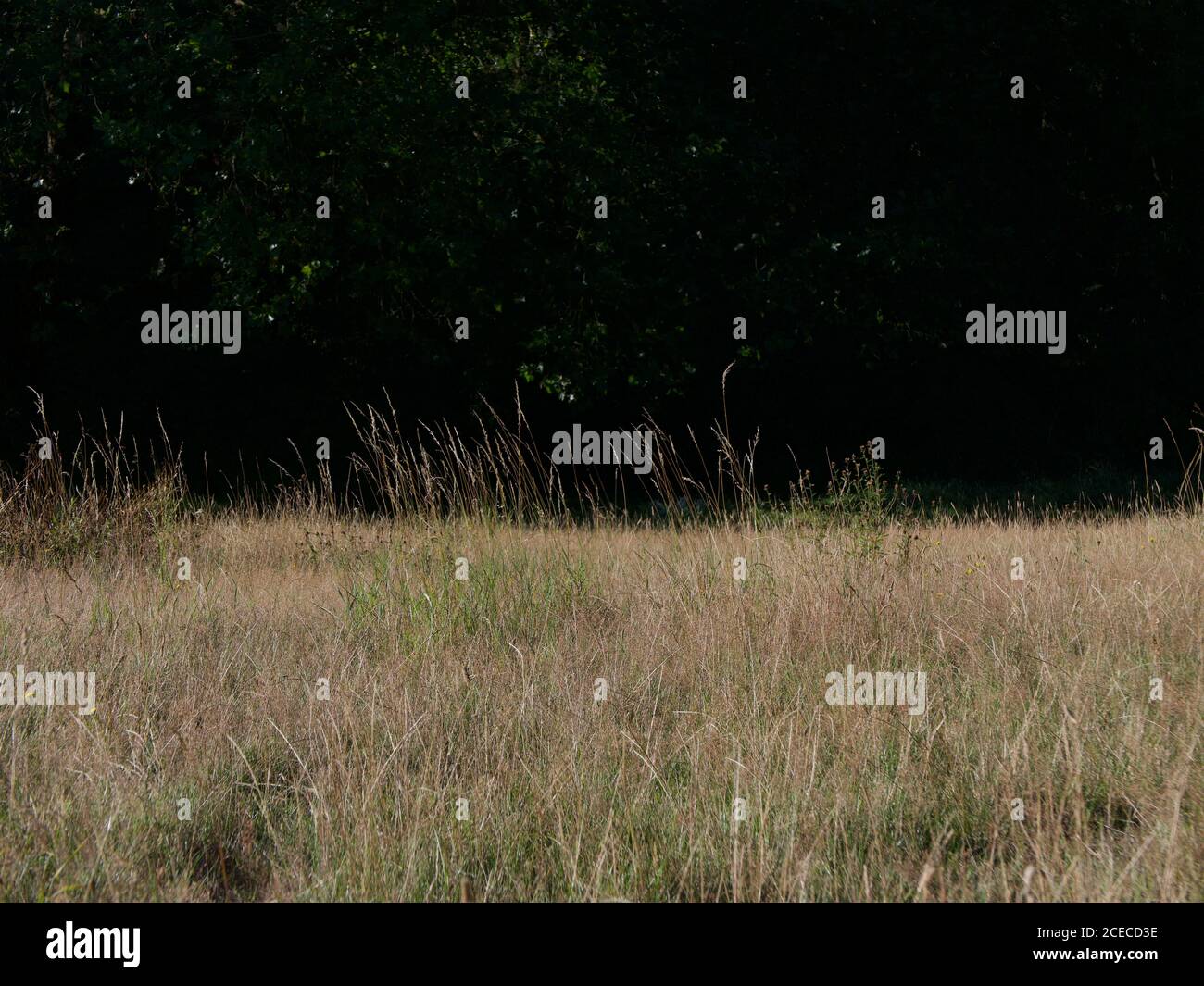 Trockene Graswiese im Sommer mit dunkler Kulisse mit Copyspace Stockfoto