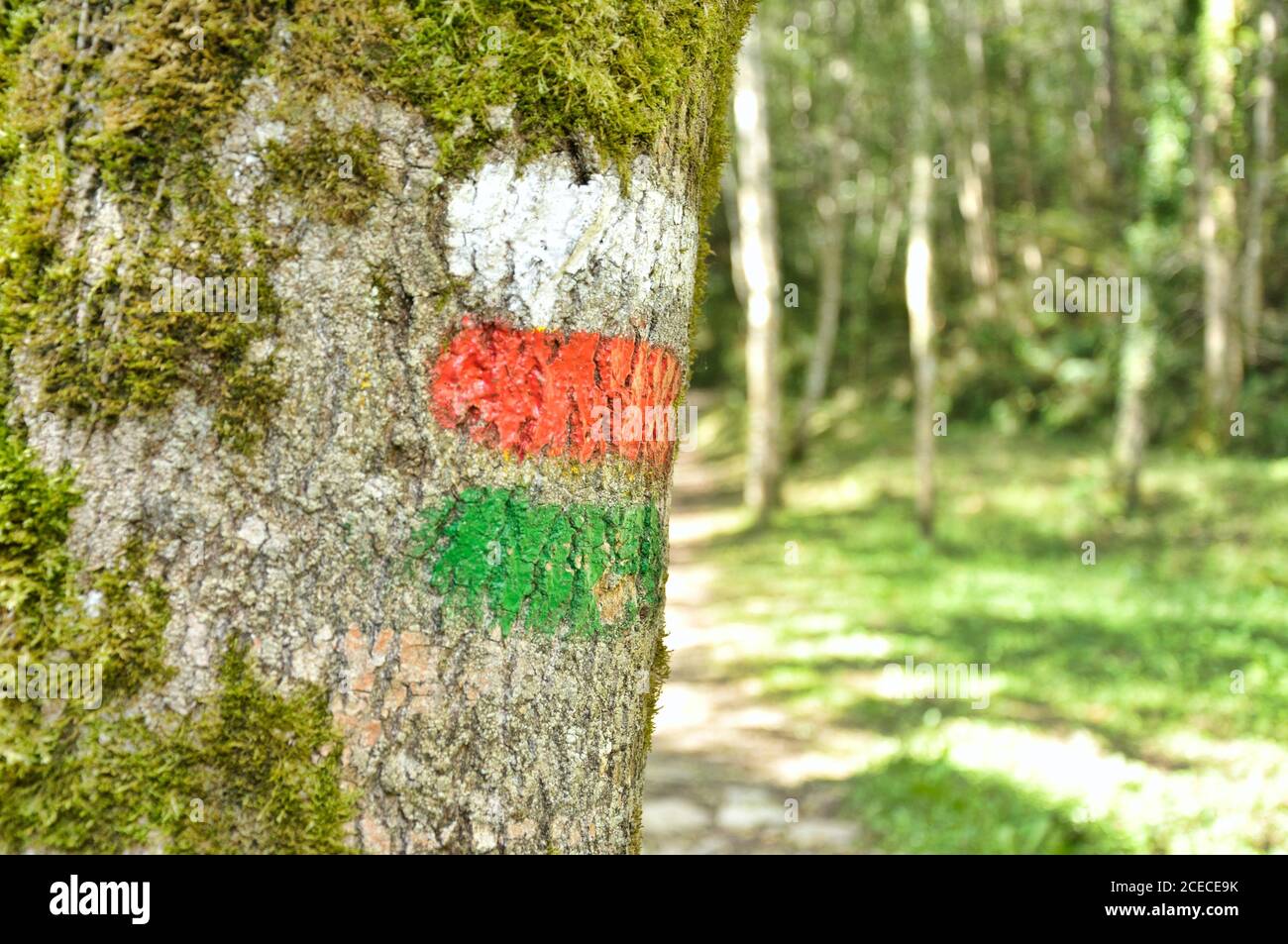 Markierung eines Fernwanderweges (GR) und eines Lokals Pfad (SL) (Signalisierung nach europäischen Standards) In einem Baum in Nordspanien Stockfoto