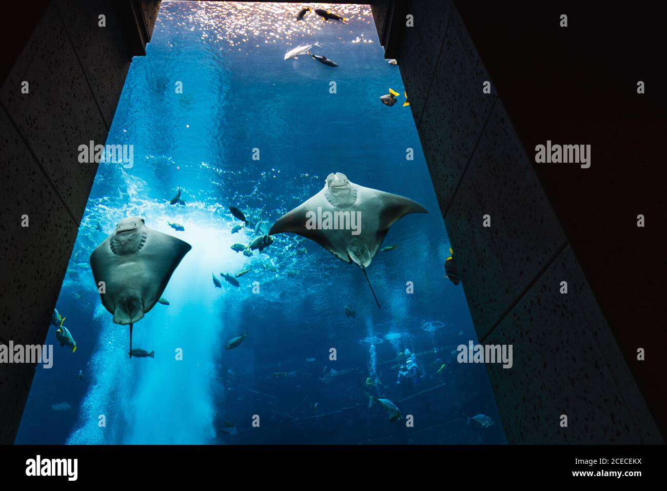 Verschiedene Fische in großen Aquarium Stockfoto