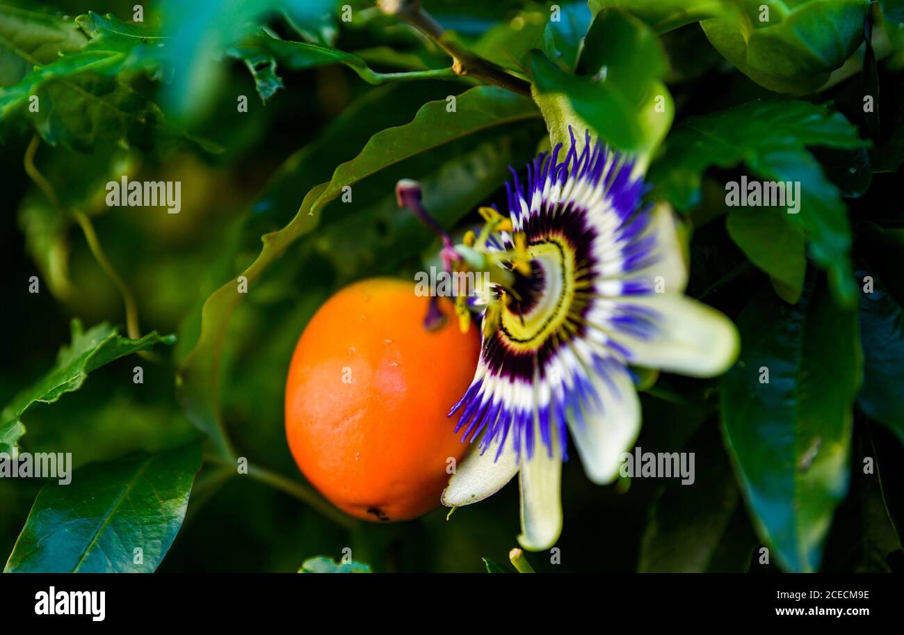 Passiflora caerulea, die blaue Passionsblume, bluecrown Passionsblume oder gemeinsame Passionsblume - Passifloraceae Stockfoto