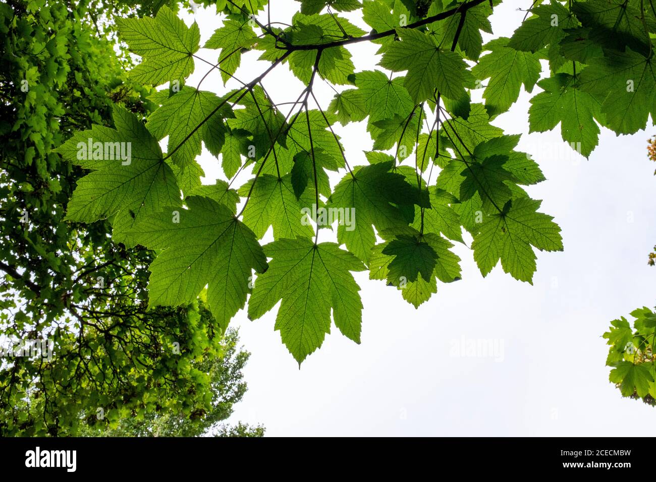 Platanen und Blätter in Brighton UK - Acer pseudoplatanus Sapindaceae Sapindales auch bekannt als die Sycamore Maple in Amerika Stockfoto