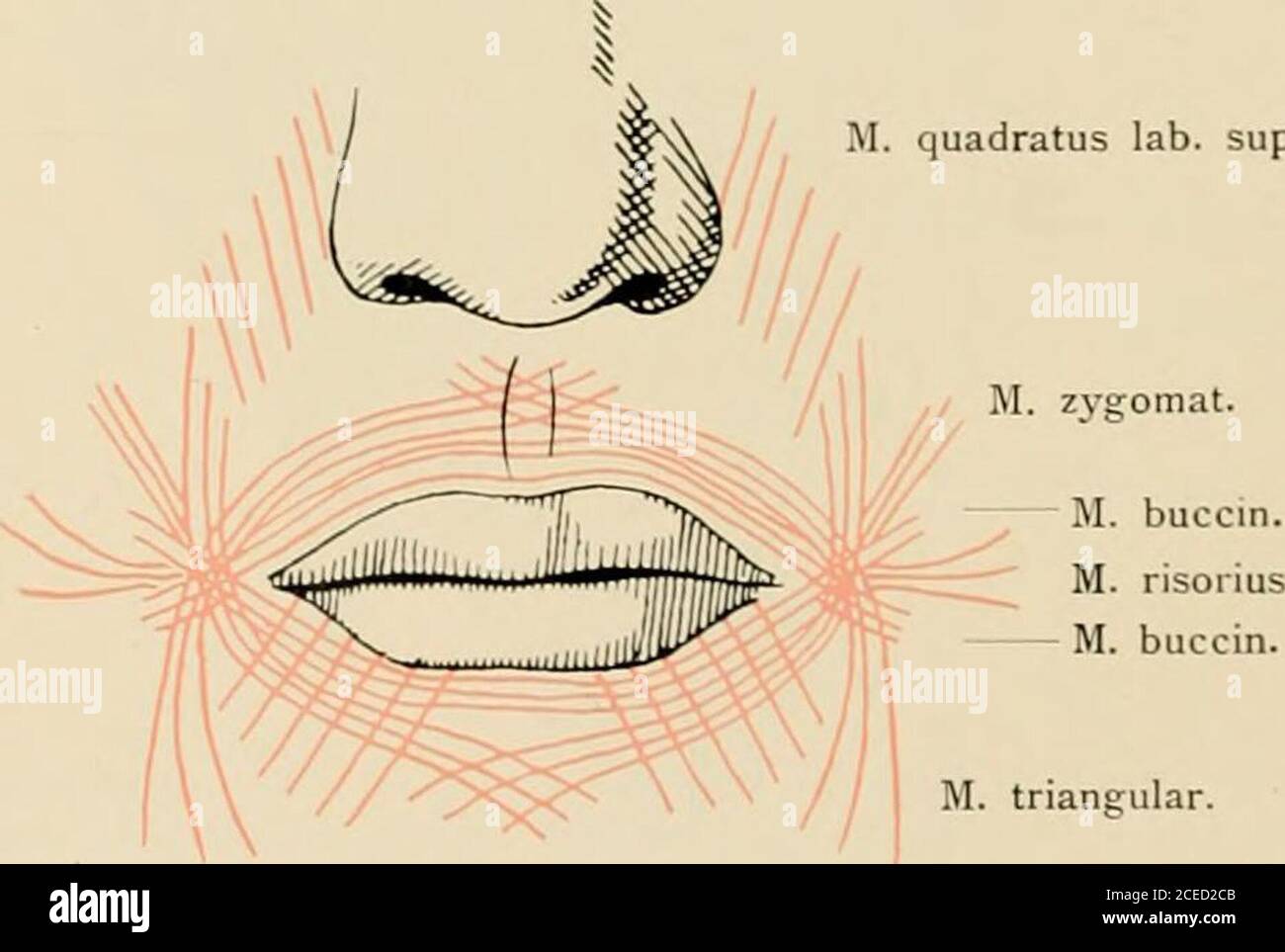 . Die Anatomie des Menschen : mit Hinweisen auf die ärztliche Praxis : Abt. 1-6. Text und Atlas. Pars palpebralis - Pars malaris (Henle) Schema des Ursprungs und crlaufes der Teile des Musculus orbicularis oculi. 44 M. quadratus Lab. sup. Zvffomat.. Triangulär. M. quadratus Lab. Infine.Schema of the in the Lippen einstrahlenden Muskeln. Musculi capitis. – 38 45. 46. M. corrug. superc. M. frontalis M. orbic.oculiM. Procerus M. quadratuslab. sup. M. nasal. M. drücken. SeptiM. Incisivus Stockfoto