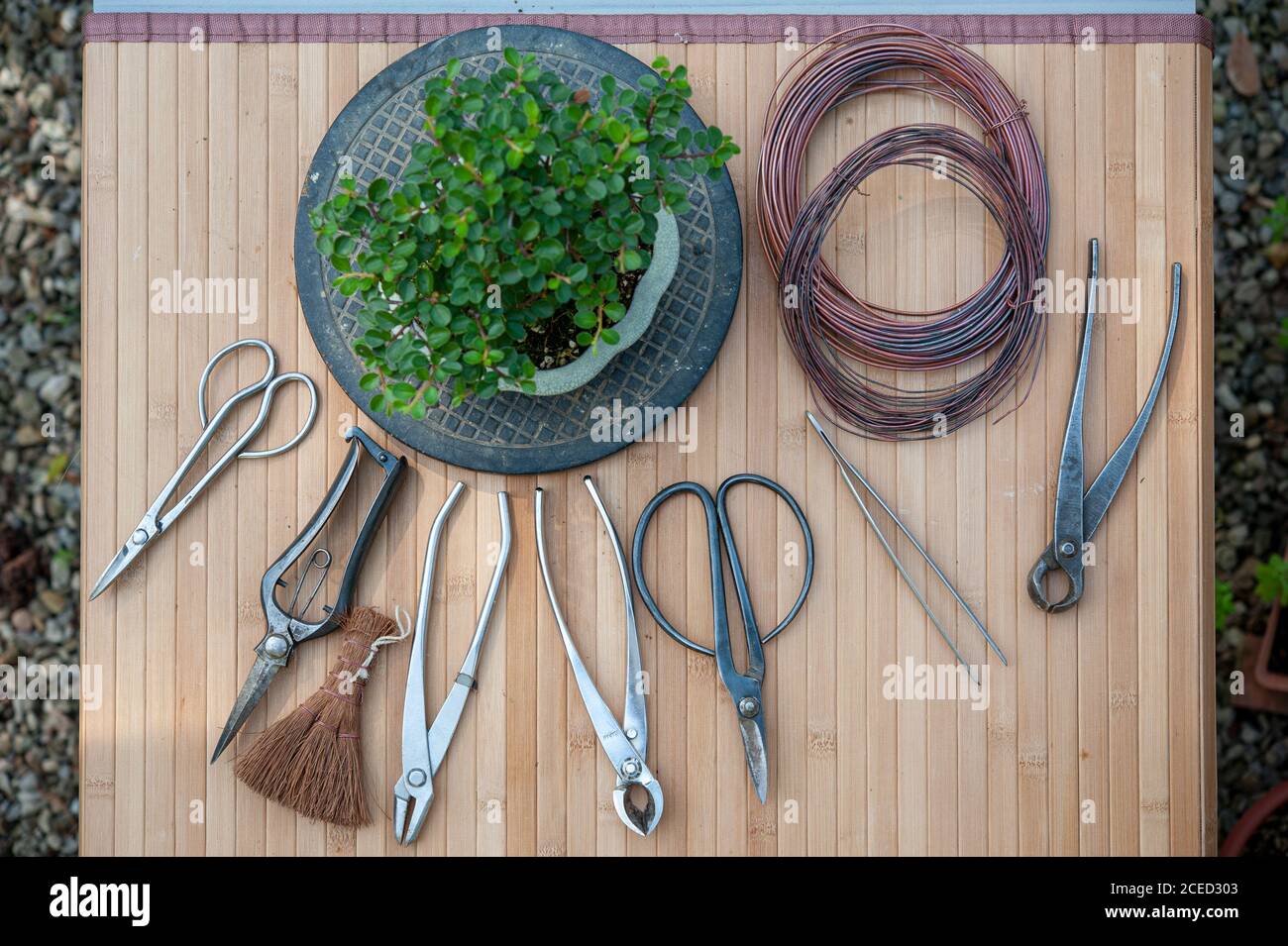 Professionelle Bonsai-Werkzeuge (Scheren, Fräser, Trimmen, Coir-Bürste, Draht) auf einer Werkbank. Cotoneaster auf einem Plattenspieler. Stockfoto