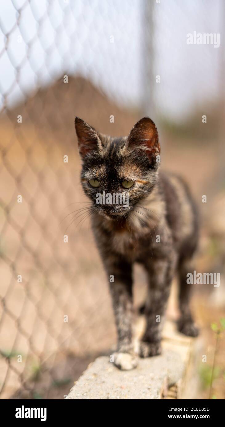 Vertikale Aufnahme einer Katze Stockfoto