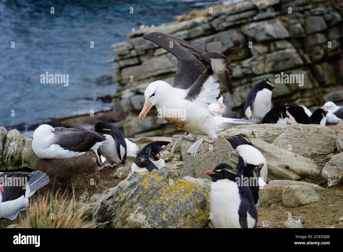 Schwarzbrauen-Albatross (Thalassarche melanophris) in der Mitte der agressiven südlichen Rockhopper Pinguine (Eudyptes chrysocome), New Island, Falkland Stockfoto