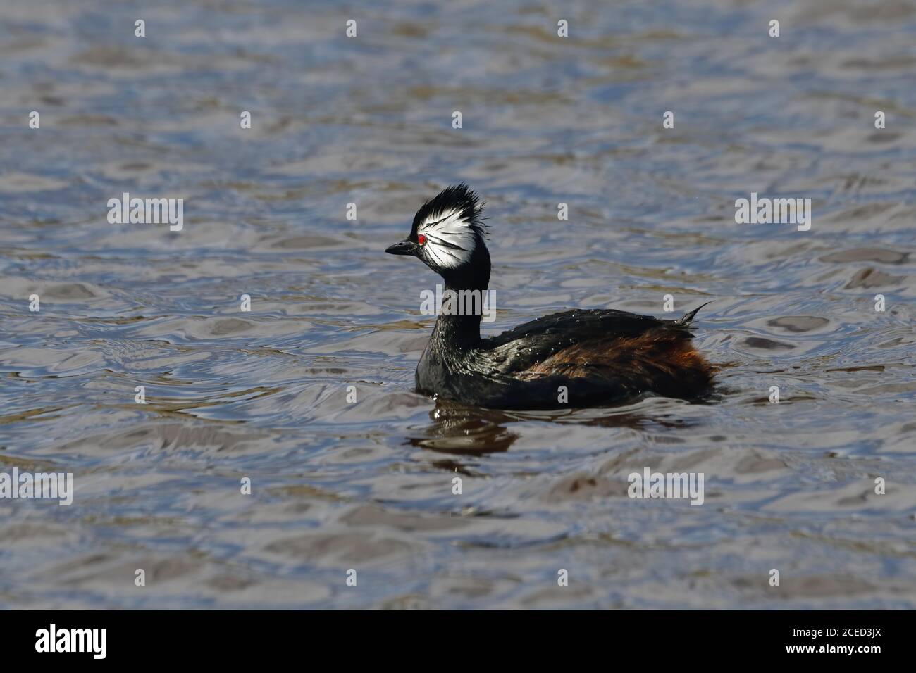 White-Tufted Grebe (Rollandia rolland rolland), Schwimmen, Grave Cove, West Falkland Island, Falkland Islands, British Overseas Territory Stockfoto