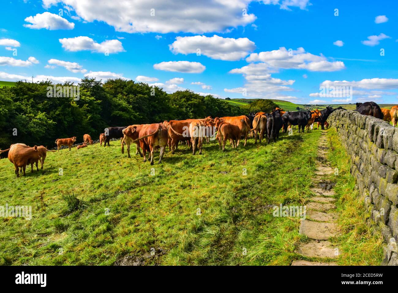 Kühe im Feld, Colden, Pennines, Yorkshire Stockfoto