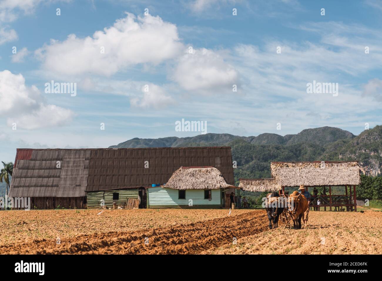 Bauern Pflanzen Tabak mit Pflug und Stiere auf dem Land in der Nähe von Hügeln in VI?ales, Pinar del Rio Provinz, Kuba Stockfoto