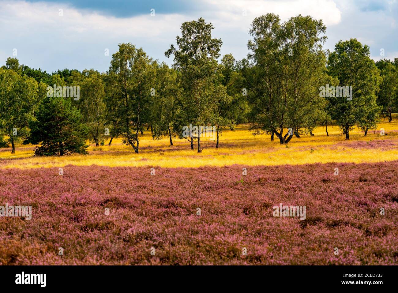 Höpener Heide, Heideblüte der Besenheide, im Naturschutzgebiet Lüneburger Heide, Niedersachsen, Deutschland, Stockfoto