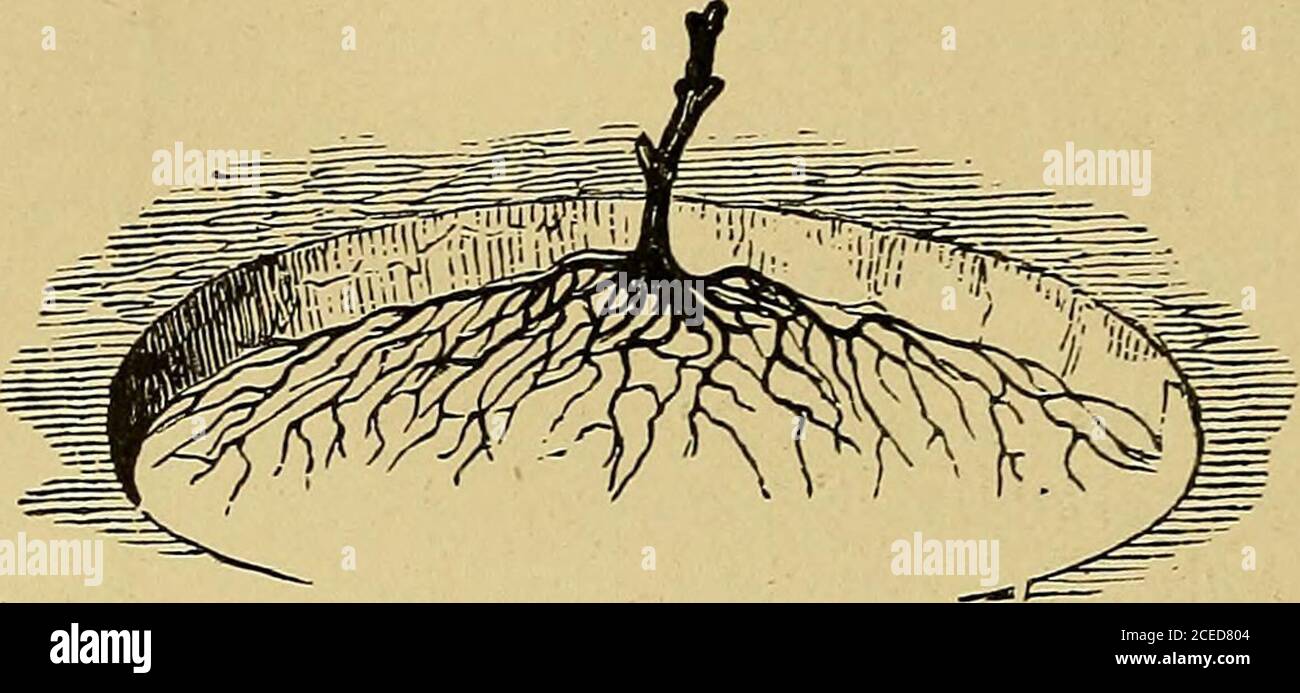. Der amerikanische Fruchtkulturist. Abb. 551. – ein-Jahres-Rebe. 4o8 , DIE TRAUBE. Zu verfolgen; aber zwei Triebe, anstatt eines, sollen aus den beiden oberen Knospen gezüchtert werden. Drittes Jahr. - Wenn die Rebe nicht sehr stark ist, schneiden Sie die reshoots wieder, und trainieren Sie zwei neue und stärkere von ihnen, oder schneiden Sie sie zurück Teil Weg und erhöhen Triebe frora die geschnittenen Enden.Wenn irgendwelche Fruchtbünden produziert werden, entfernen Sie sie früh in der. 1- IG. 552. Saison. Die beste Regel, um zu bestimmen, ob man wieder zurückschneidet das dritte Jahr wird von der Größe der Stöcke erhalten, die nicht weniger als einen halben Zoll im Durchmesser sein sollte. Wenn dies vollständig ist Stockfoto