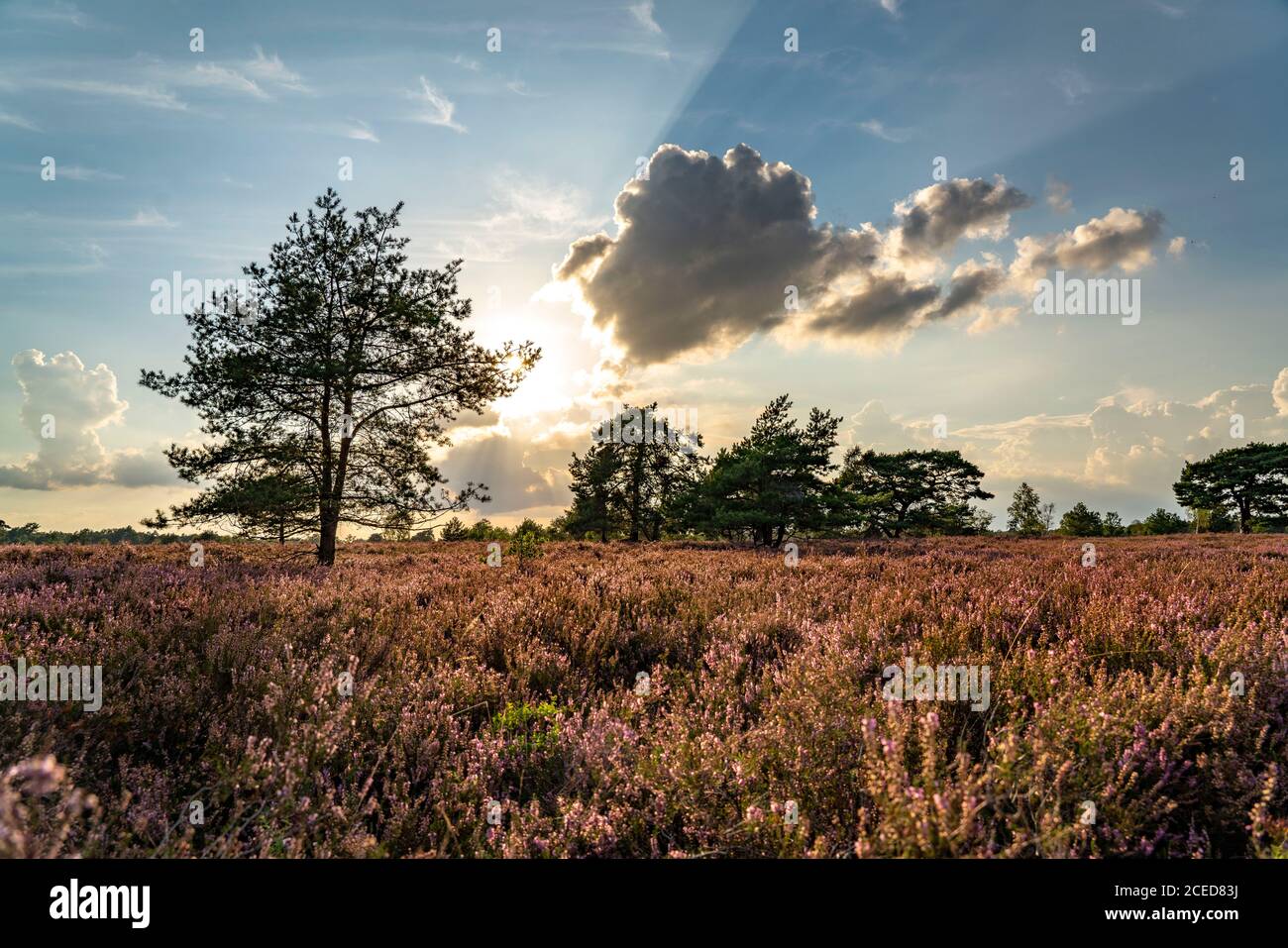 Osterheide, Heideblüte der Besenheide, im Naturschutzgebiet Lüneburger Heide, Niedersachsen, Deutschland, Stockfoto