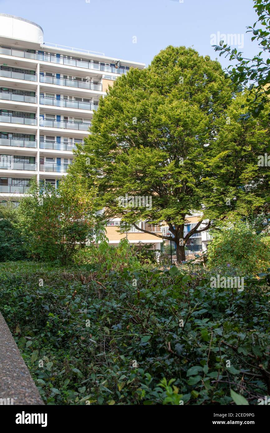 Reifer Hainbuche-Baum der Fastigiata auf der bahnbrechenden Architektur des Churchill Gardens Estate, Pimlico, London SW1 aus der Mitte des 20. Jahrhunderts Stockfoto