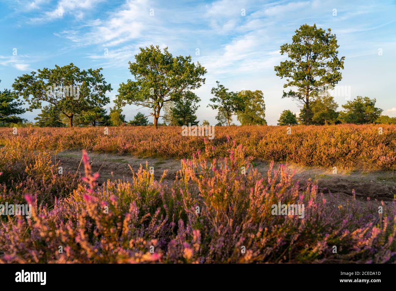 Osterheide, Heideblüte der Besenheide, im Naturschutzgebiet Lüneburger Heide, Niedersachsen, Deutschland, Stockfoto
