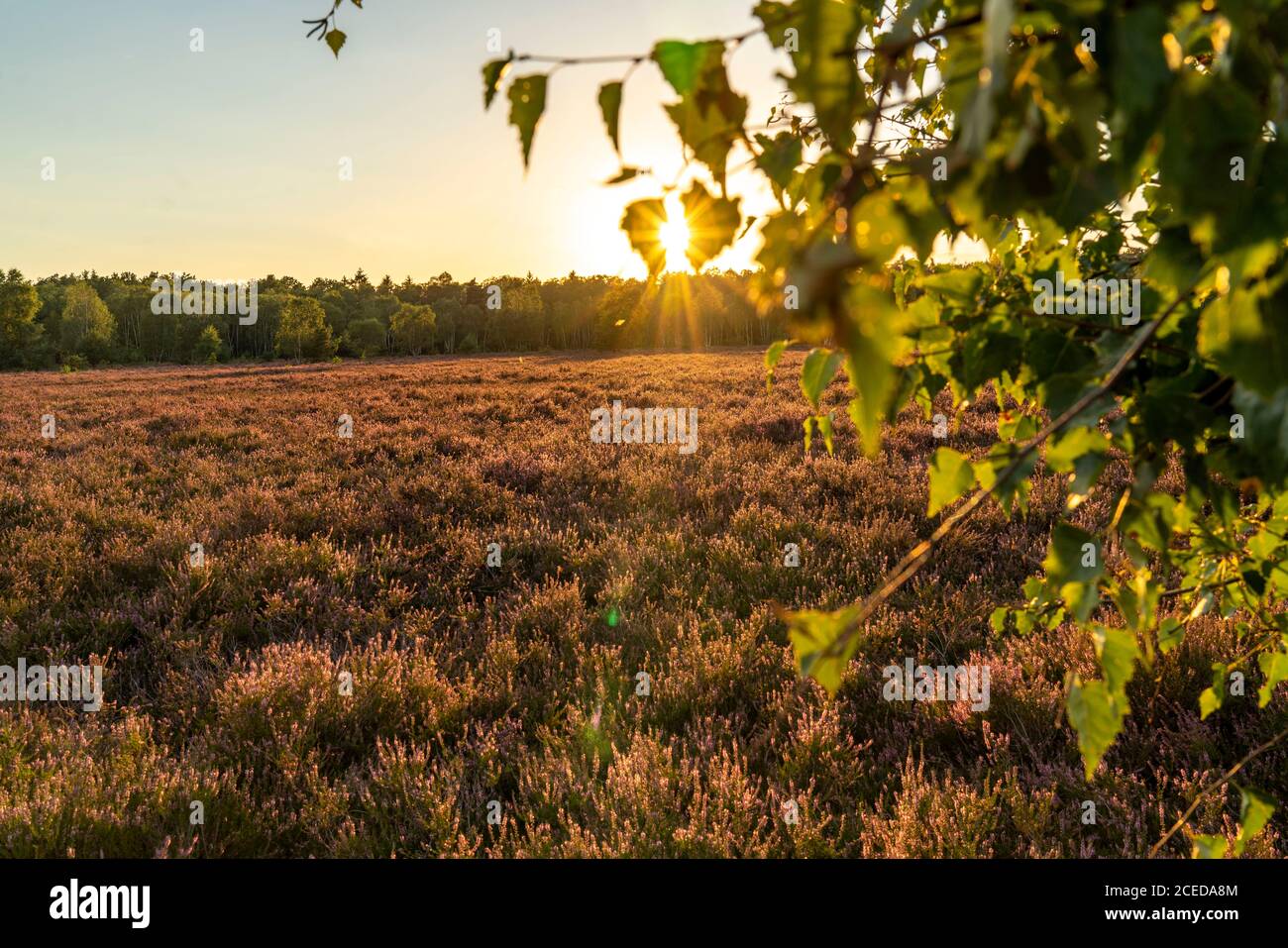 Osterheide, Heideblüte der Besenheide, im Naturschutzgebiet Lüneburger Heide, Niedersachsen, Deutschland, Stockfoto