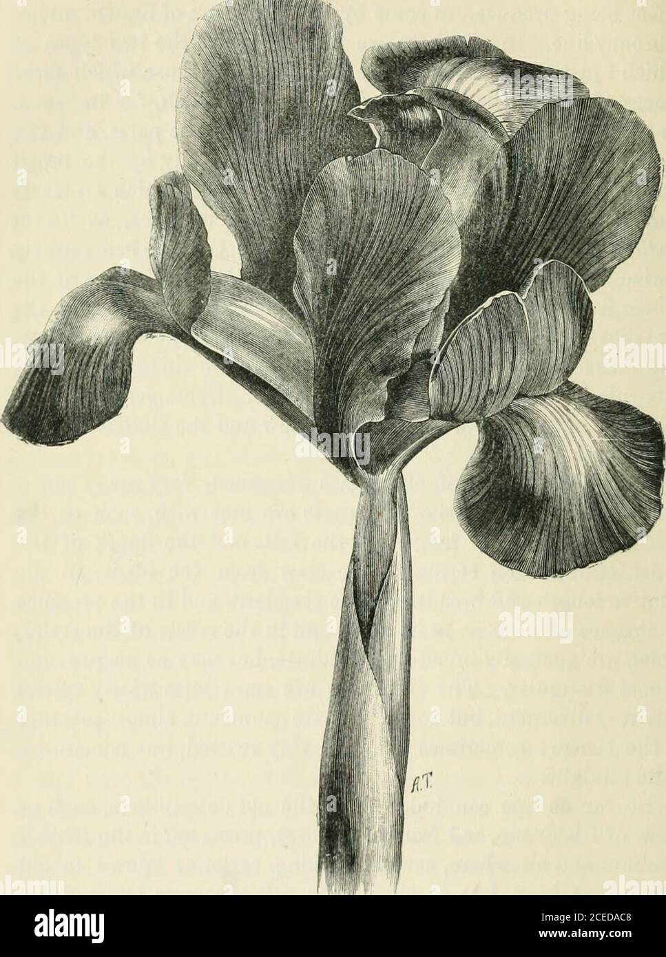 . Bauchige Iris. Energisch breit und viereckig, aber kann schmal und fast dreieckig sein. Die Standards sind manchmal weit verbreitet, sehr divergent, aber manchmal sind connivent, fast meetingin der Mitte; manchmal sind sie sehr verdreht, aber manchmal ziemlich gerade. Soweit man an den alten Beschreibungen, wie denen von Parkinson, und an den alten Figuren, die im Britischmuseum und anderswo aufbewahrt werden, urteilen kann, sind einige in alten Zeiten bekannte markante Sorten für den Anbau verloren gegangen. Wir besitzen eine marketed Sorte von kräftigem Wachstum, mit auffallenden Bronzeblüten, com-monly bekannt als die Thunde Stockfoto