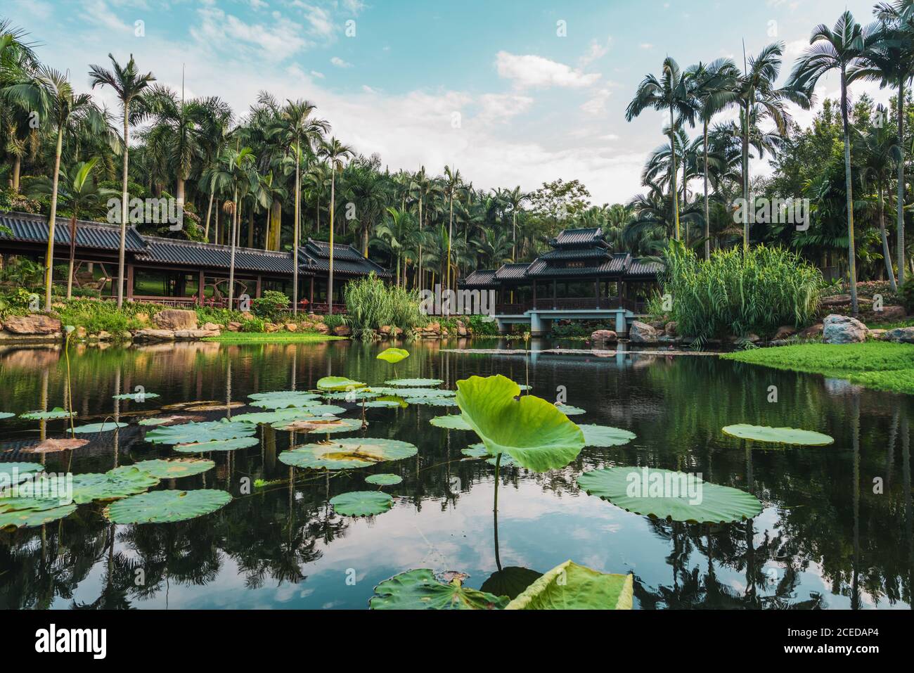 Teich im Park mit Seerosen Pads Stockfoto