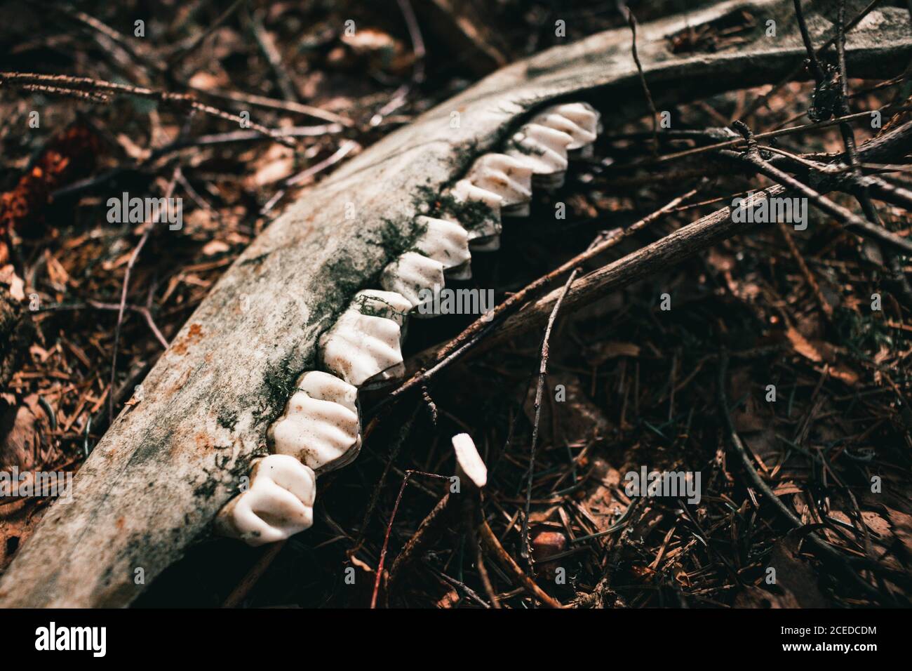 Das Skelett eines Elches im Wald. Die Zähne eines Pflanzenfresses. Nahaufnahme. Selektiver Fokus. Stockfoto