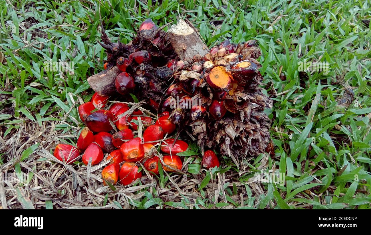Palmöl Früchte auf dem Gras Stockfoto