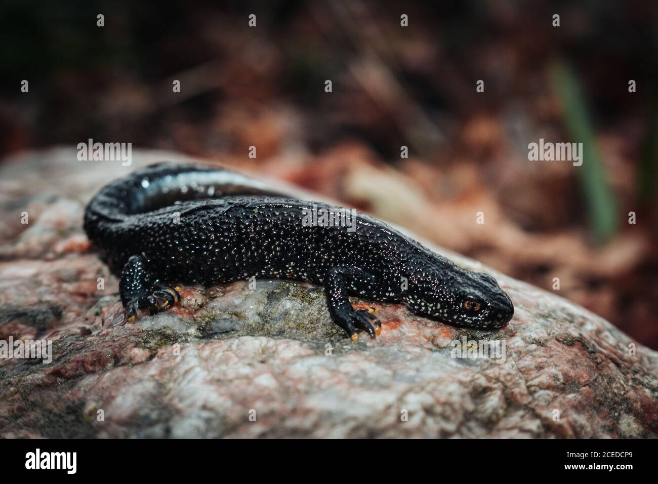 Schwarzer Molch sitzt auf einem rosa Stein. Frühling. Selektiver Fokus. Stockfoto