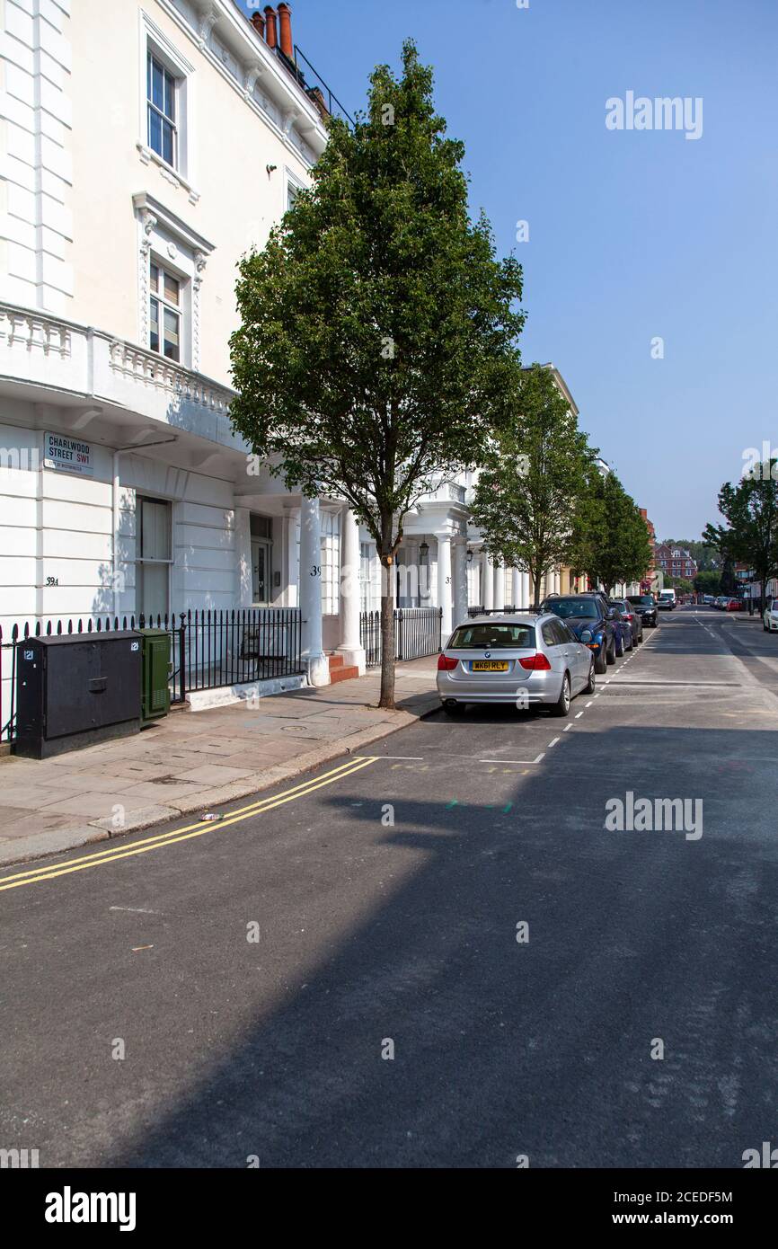 Eine Reihe von Chanticleer-Birnenbäumen auf einer Stuckterrasse in Pimlico, London SW1 Stockfoto