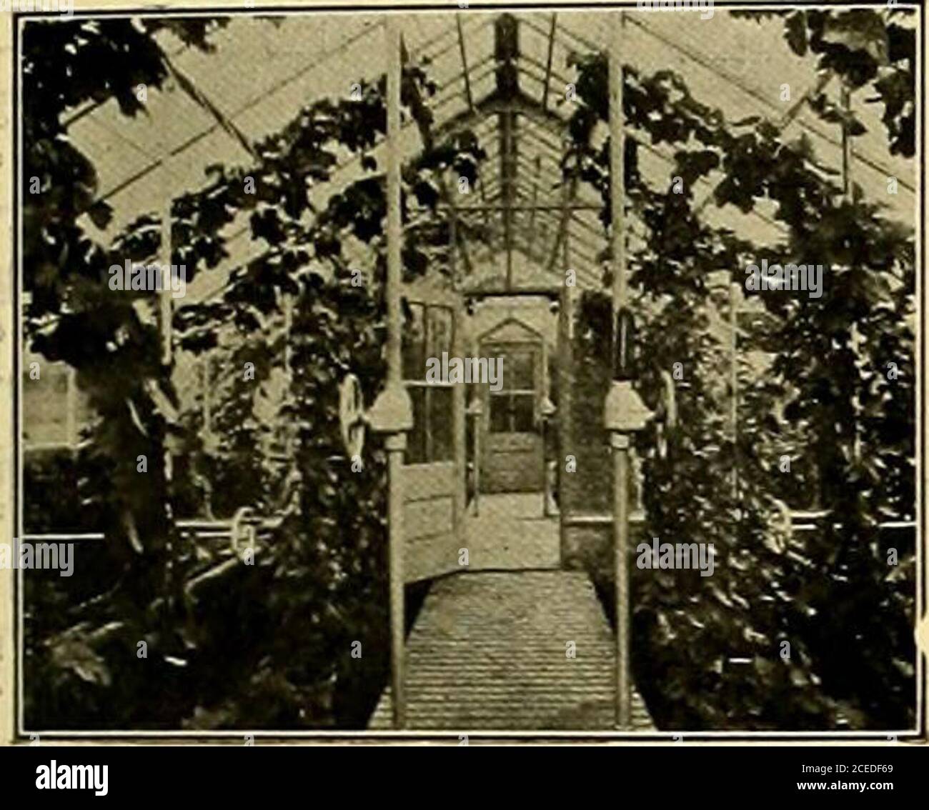 . Der Floristen-Austausch : ein wöchentliches Austauschmedium für Floristen, Baumschulen, Sämlinge und den Handel im Allgemeinen. TILE DRAINED LAND IST PRODUKTIVER SSM^ knittert den Wert. Acres von sumpfigen Land zurückgewonnen und fruchtbar gemacht, I JucksonA es i itraln Tile erfüllt jede Anforderung. Wir machen auch Kanalisation« Pipe, KED und Fir.- Urlek, Schornstein Tops, Kneaustlc Sid^Walk Ttle, etc.   Writaforwhatyou wollen und Preise. Join II. JAIMSON, ALSO Third ATE., Alban/, H.T.Mention* die Floristen tauschen beim Wrlilng. Juli 14.1906 Plorists Exchange 55. QUARTERTON DER TRAUBEN von 16 Reben in einem Jahr in diesem U-Ba gewachsen Stockfoto