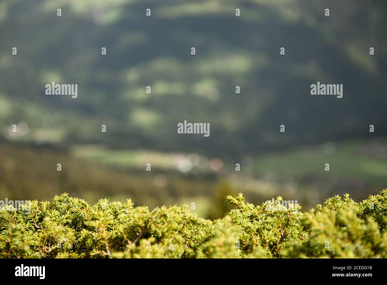 Alpine Pflanzen mit verschwommenem Hintergrund Stockfoto