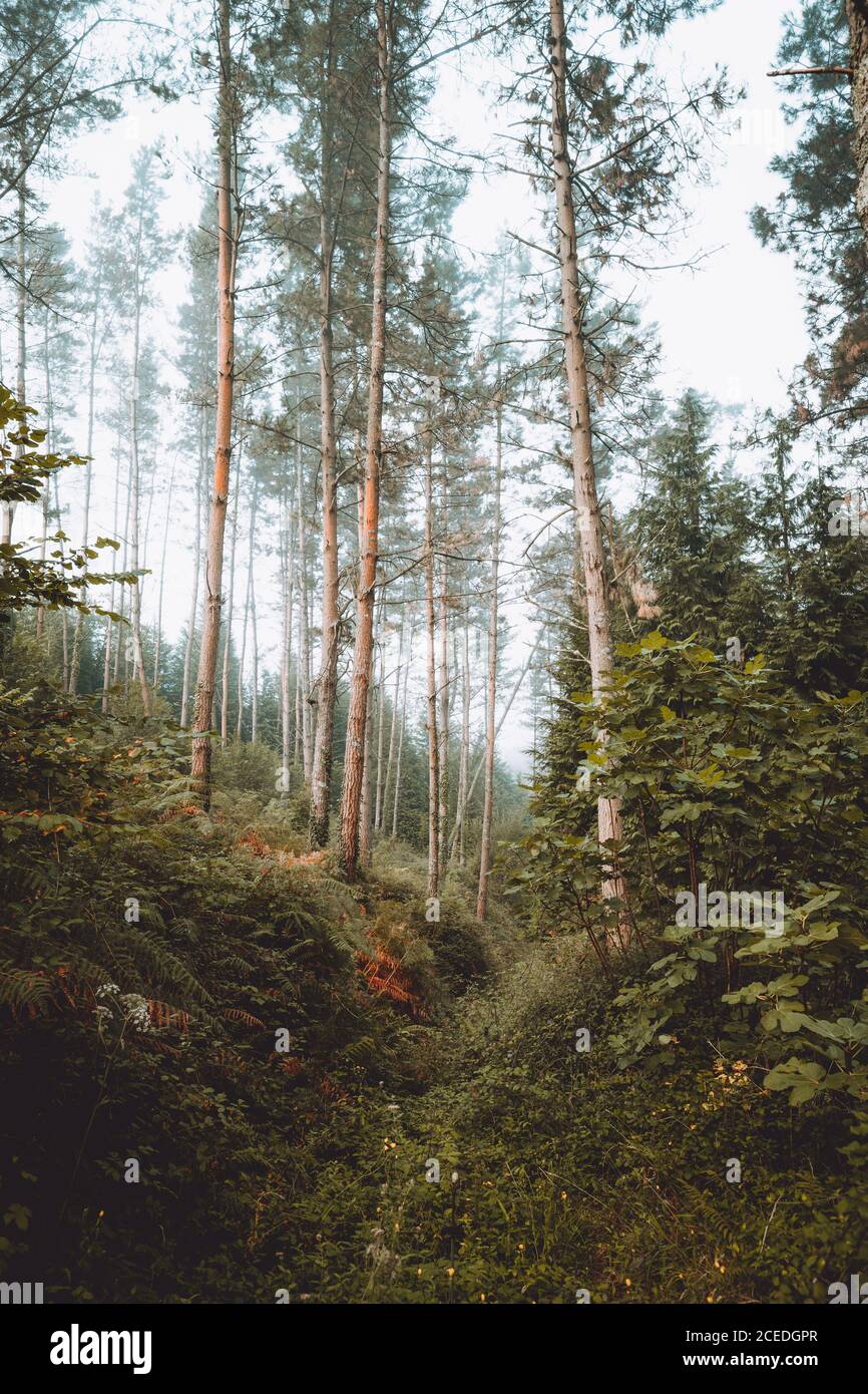 Blick auf ruhigen grünen Wald in sonnigen Tag in Pais Vasco, Baskenland, Spanien Stockfoto