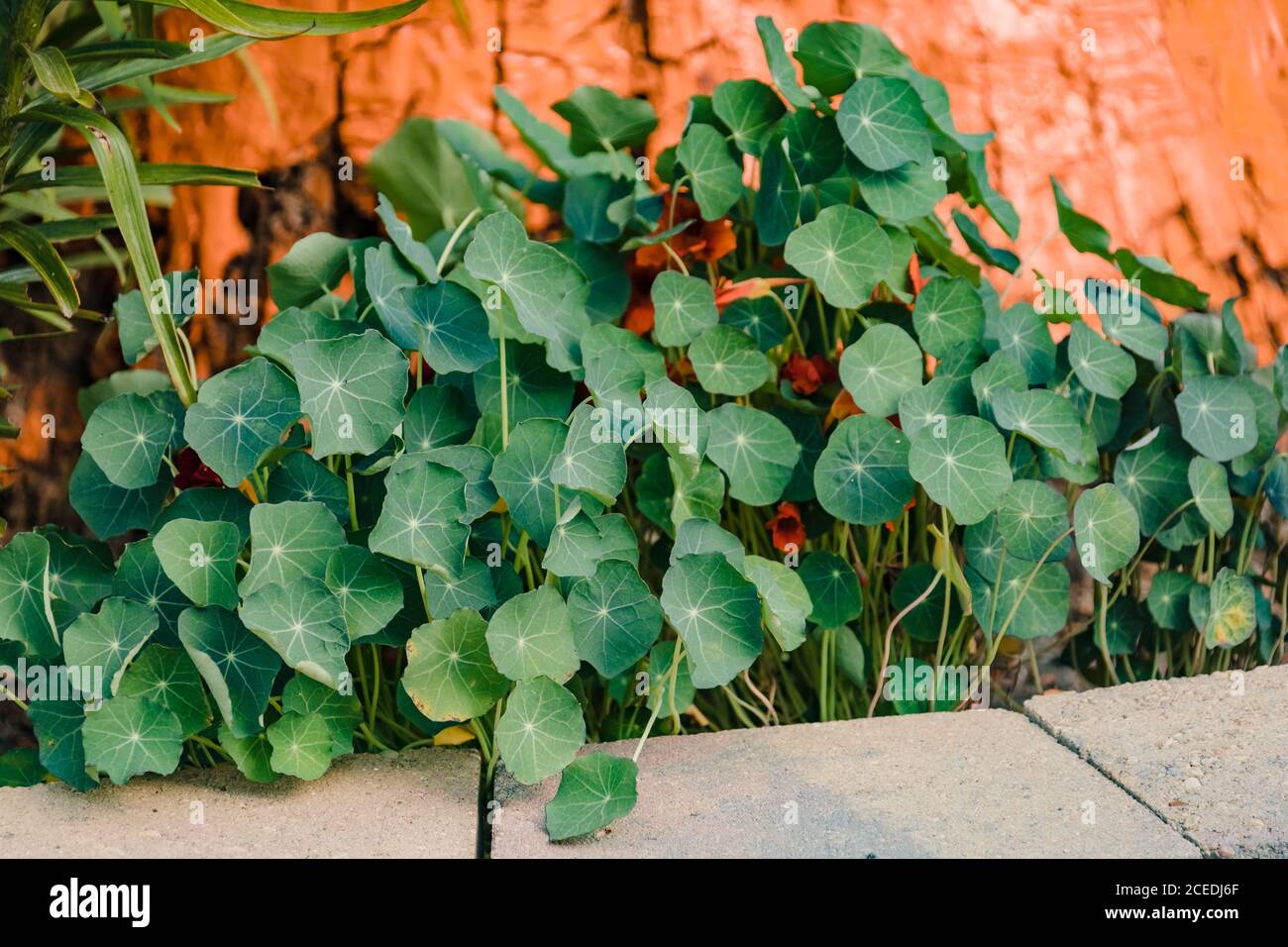Kapuzinerblätter blockieren die Blüten im Garten Stockfoto