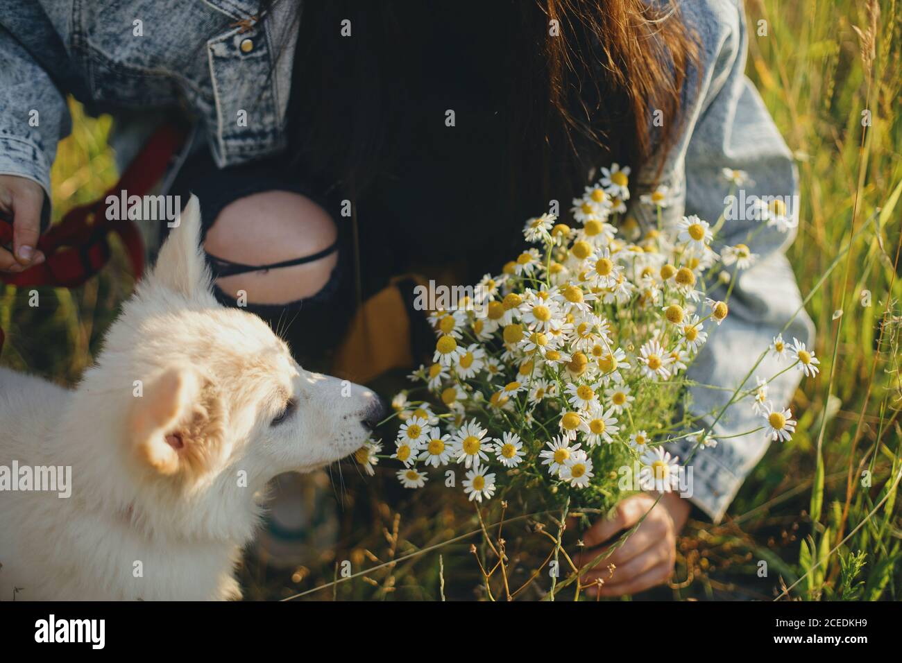 Niedliche weiße Welpen duftende Gänseblümchen Blumen in warmen Sonnenuntergang Licht in Sommerwiese. Stilvolle Mädchen zeigt Blumenstrauß zu liebenswert flauschigen Welpen. Übernehmen Stockfoto