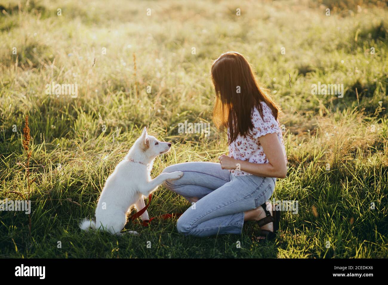 Frau Ausbildung niedlichen weißen Welpen in Sommerwiese in warmen Sonnenuntergang Licht zu verhalten. Liebenswert flauschig Welpen geben Pfote zu Mädchen Besitzer. Treuer Freund Stockfoto