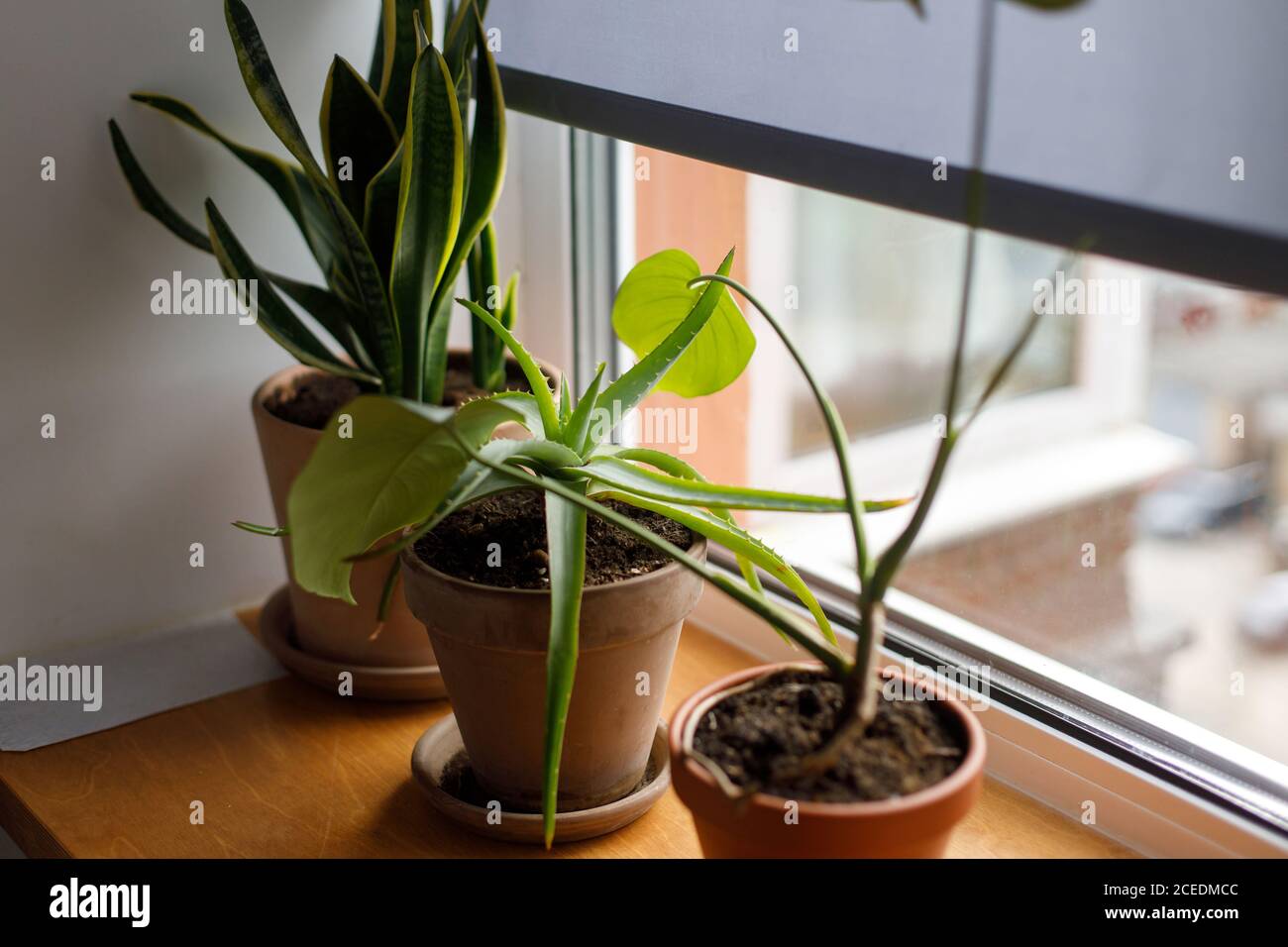Pflanzen auf der Fensterbank. Schlangenpflanze, Aloe und Monstera grünen Pflanzen in Ton rustikalen Töpfen auf hölzernen Fensterbank auf Hintergrund der grauen Fenster Schatten. Housep Stockfoto