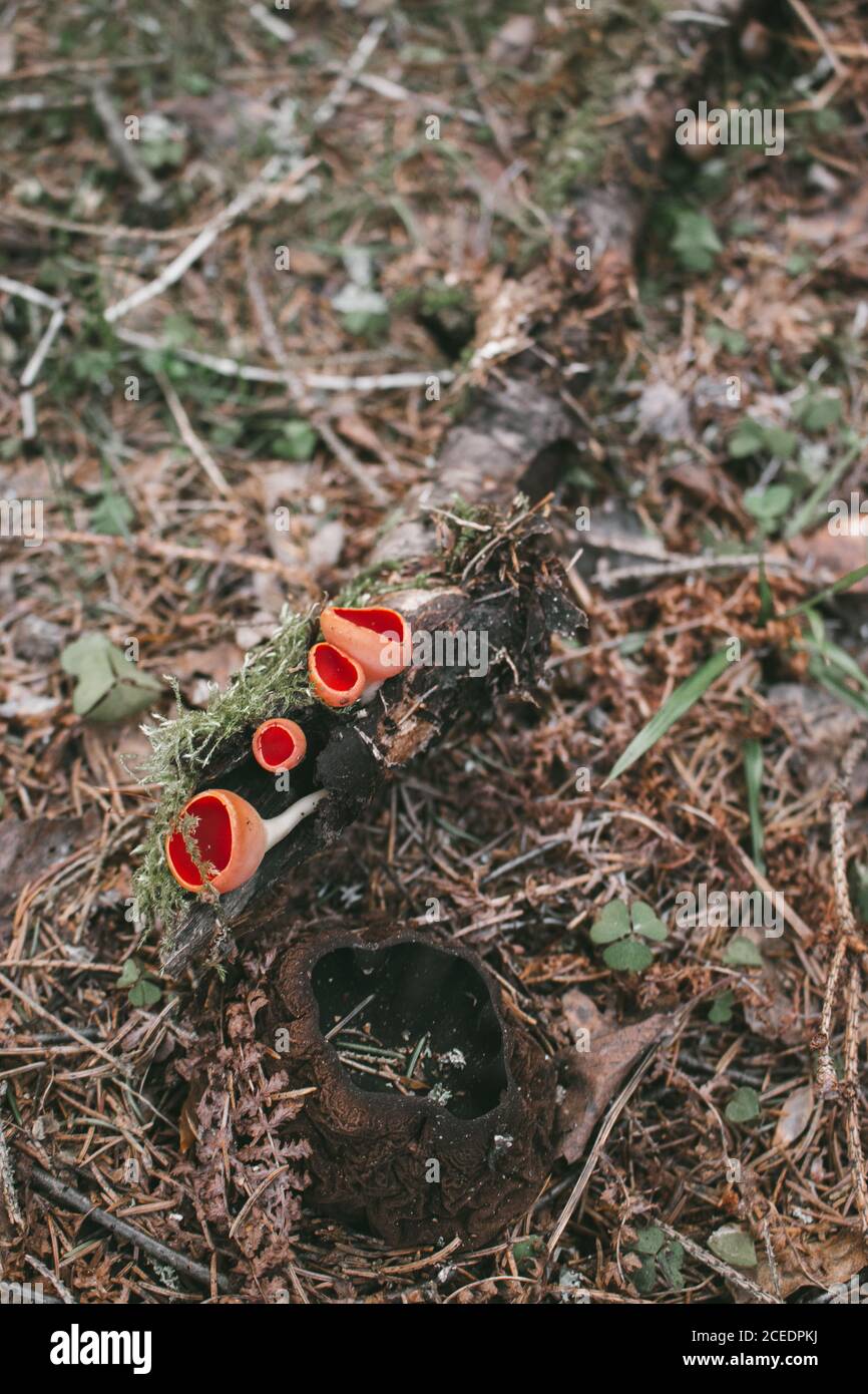 Der erste Frühlingspilz im Wald. Sarcosciffus Scharlach, Sarcosoma Stockfoto