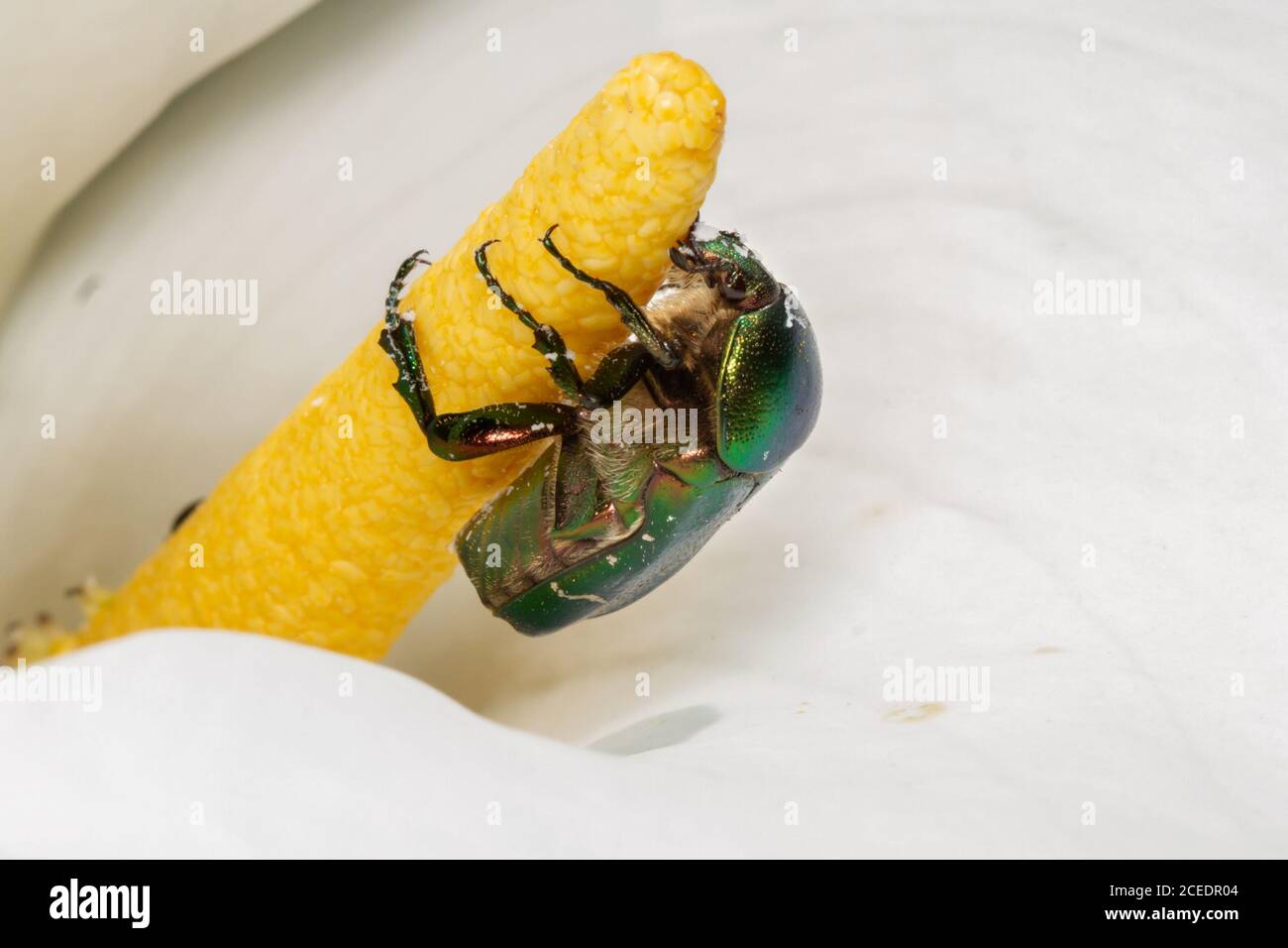 Rosenkäfer (Cetonia aurata) Sussex Garden, Großbritannien Stockfoto