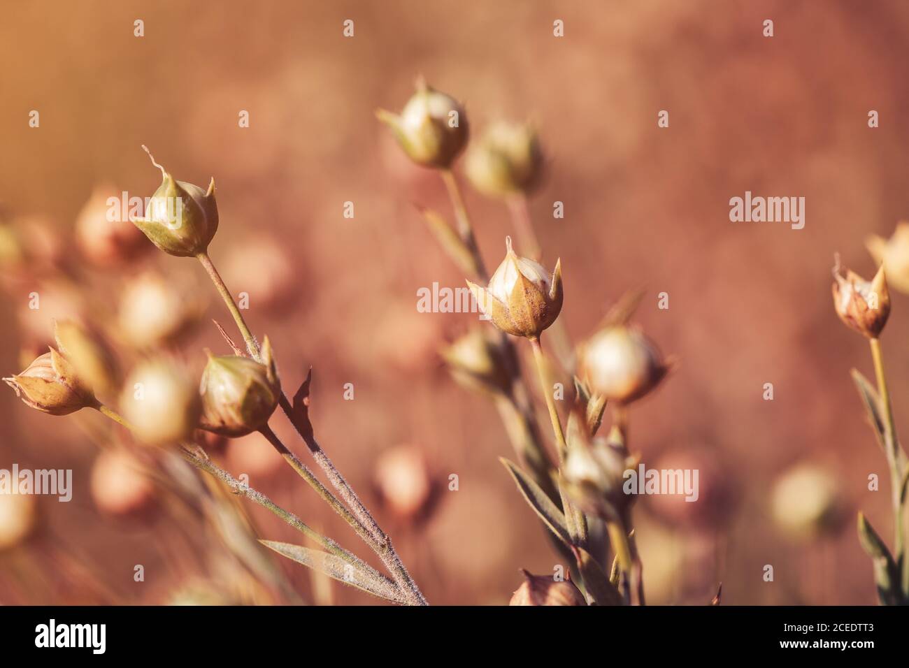 Reif Flachs (Linum usitatissimum) Kapseln, die im Feld, selektiver Fokus Stockfoto