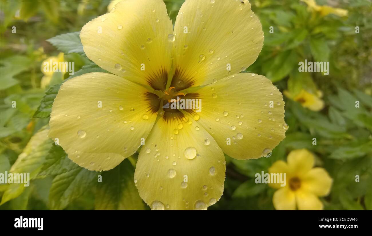 Yellow Turnera diffusa, bekannt als Damiana, ist ein Strauch aus dem südlichen Texas in den Vereinigten Staaten, Mittelamerika, Mexiko, Südamerika Stockfoto