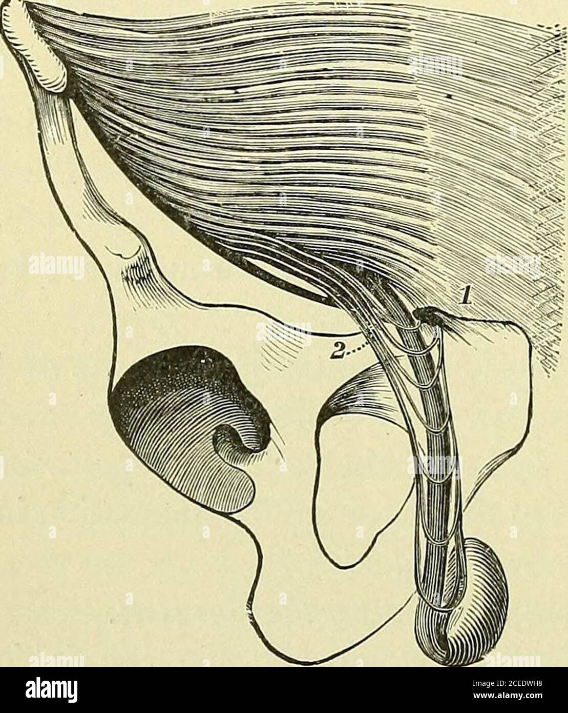 . Lehrbuch der Anatomie und Physiologie für Krankenschwestern. ant^ist unentwickelt und die Becken liegen teilweise im Bauch. Mit dem Wachstum Fortschritte sind sie endgültig im Becken enthalten, um etwa das vierzehnte Jahr. Perineum. – der Name Abb. 203. – Anzeige von Hoden und Ductus . , .   deferens suspendiert durch Samenschnur perineum richtig bedeutet (^^^^)- die Teile begrenzt durch die out- let des Beckens, aber wir im Allgemeinen anwenden es auf den Teil vor dem Rektum. Im weiblichen Perineum ist der Teil zwischen den unteren Enden des Rektums und der Perinealkörper. Dies ist ein dreieckiger Körper aus Verbindung Stockfoto