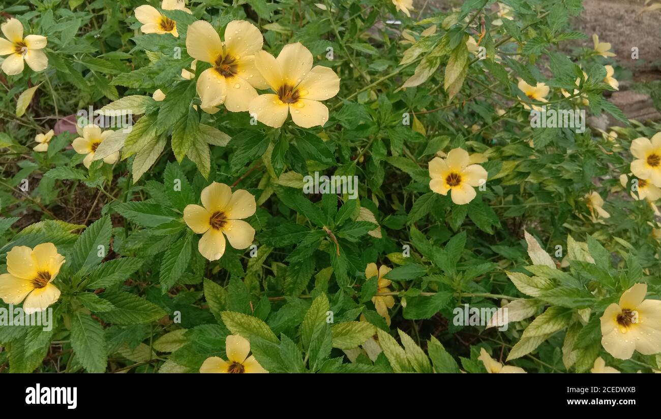 Yellow Turnera diffusa, bekannt als Damiana, ist ein Strauch aus dem südlichen Texas in den Vereinigten Staaten, Mittelamerika, Mexiko, Südamerika Stockfoto
