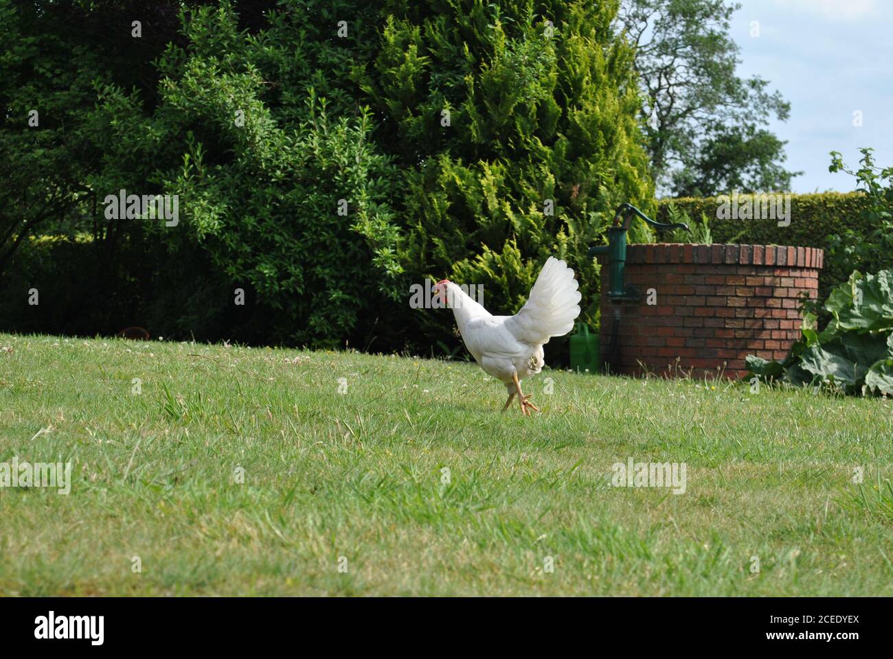 Weißes Huhn läuft auf Gras Stockfoto